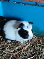 Jonge cavias  2 zeugjes, Dieren en Toebehoren, Knaagdieren, September, Vrouwelijk, Cavia