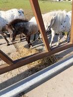 mooie appaloze pony, Dieren en Toebehoren, Pony's, Merrie, Gechipt, 0 tot 2 jaar