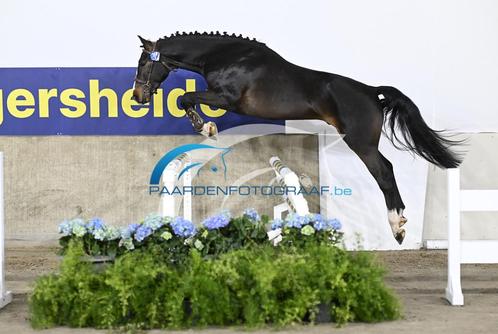 3 jarige Tangelo VD Zuuthoeve hengst, Dieren en Toebehoren, Paarden, Hengst, Onbeleerd, 165 tot 170 cm, 3 tot 6 jaar, Springpaard