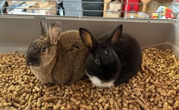 Lapins nain de 9 semaines males, Mâle, Nain, 0 à 2 ans