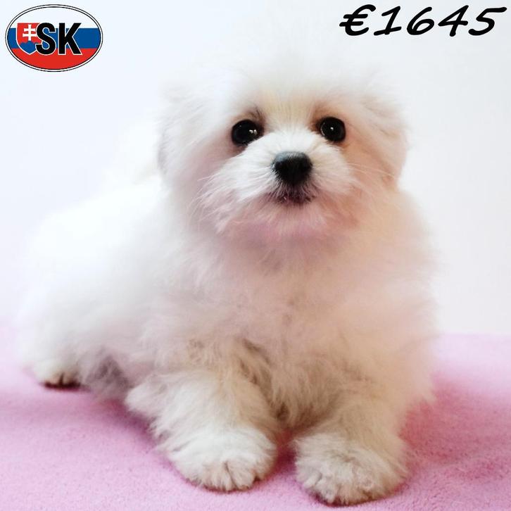 Sneeuwitte Pomapoo puppy's te koop, Dieren en Toebehoren, Honden | Chihuahua's en Gezelschapshonden, Meerdere dieren, Overige rassen