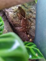 Gekko/Gecko sarasinorum White Collar, Dieren en Toebehoren, Reptielen en Amfibieën
