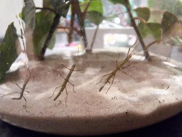 Nimfen wandelende takken