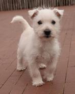 Magnifiques chiots West Highland White Terrier (westie), Autres races, Plusieurs, Hépatite contagieuse (maladie de Rubarth), Belgique