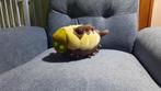 destiny 2 hive worm plushie, Verzamelen, Ophalen of Verzenden, Nieuw, Stoffen beer, Overige merken