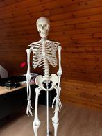 Anatomisch Skelet, Diversen, Ophalen, Zo goed als nieuw