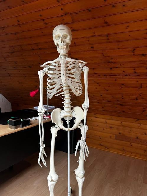 Anatomisch Skelet, Diversen, Schoolbenodigdheden, Zo goed als nieuw, Ophalen