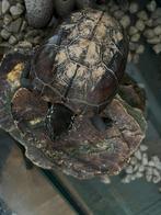 Waterschildpad