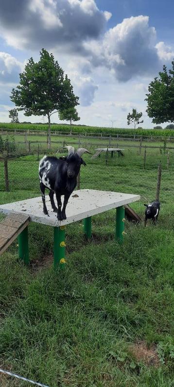 dwerggeitje, Mâle, Chèvre, 0 à 2 ans