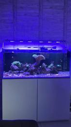 Aquarium marin complet, Aquarium d'eau de mer rempli, Utilisé
