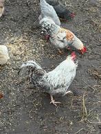 Cream legbar haantjes - blauwgroene eitjes, Animaux & Accessoires, Volatiles, Mâle, Poule ou poulet