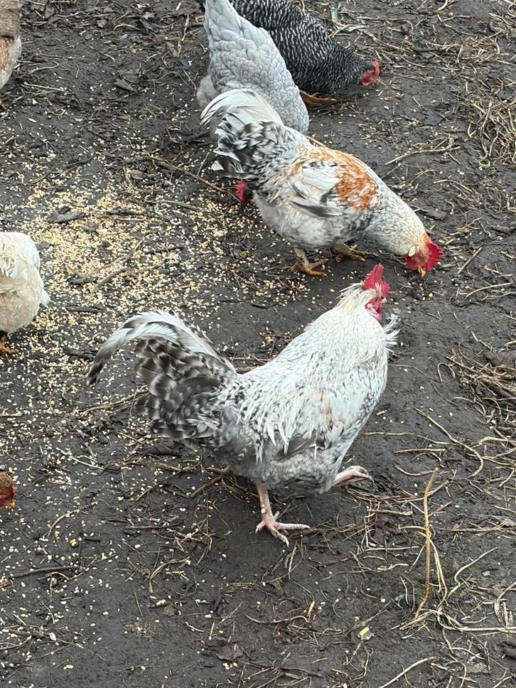 Cream legbar haantjes - blauwgroene eitjes, Dieren en Toebehoren, Pluimvee, Kip, Mannelijk