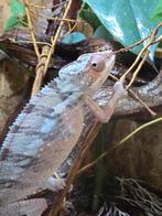 Prachtige panterkameleon (Furcifer Pardalis ambilobe red), Animaux & Accessoires, Amphibien