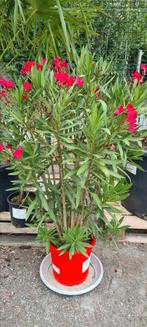 Nerium Oleander, Ophalen