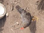 5 jonge hanen, Dieren en Toebehoren
