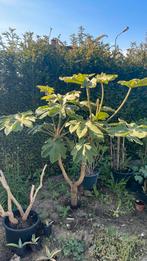 Tetrapanax stekken, Tuin en Terras, Ophalen