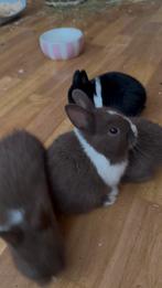 Nieuw nestje dwergkonijnen, Dieren en Toebehoren, Konijnen