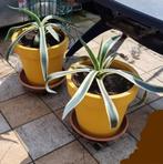 Zeer mooie grote terrasseplant Agave Americana, Eigen kweek, Ophalen, Vaste plant