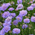Scabiosa Butterfly Blue, Jardin & Terrasse, Plantes | Jardin, Enlèvement ou Envoi