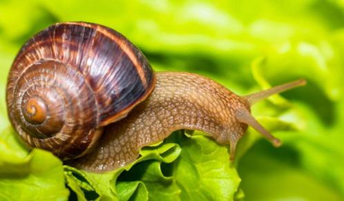 slakken koperdraad, Tuin en Terras, Bestrijdingsmiddelen, Ongediertebestrijding, Ophalen of Verzenden