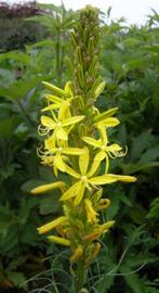 jonkerlelie, Tuin en Terras, Planten | Tuinplanten, Ophalen, Lente