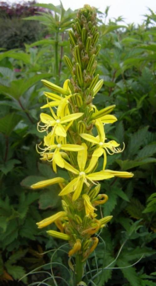 jonkerlelie, Tuin en Terras, Planten | Tuinplanten, Lente, Ophalen