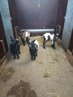 Dwerggeitjes, Dieren en Toebehoren, Geit