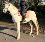 Leuke en lieve merrie, Dieren en Toebehoren, Paarden, Merrie, Ontwormd