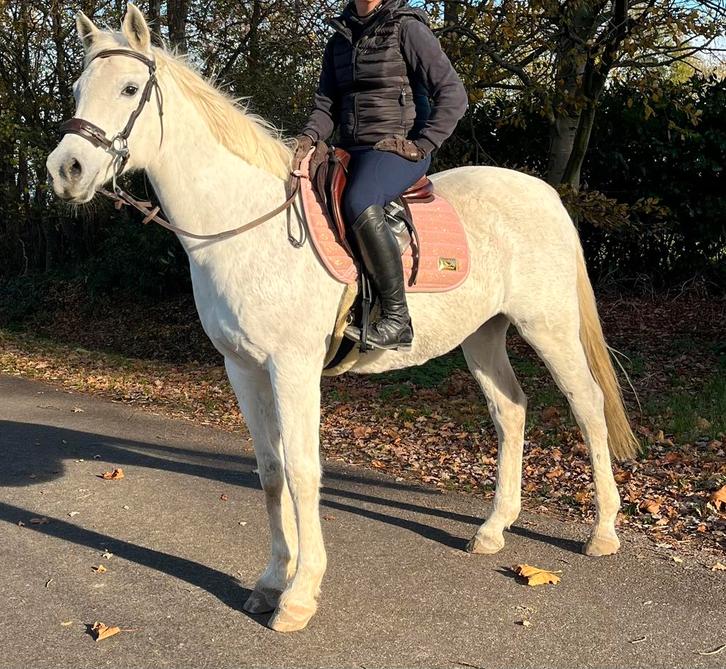 Leuke en lieve merrie, Dieren en Toebehoren, Paarden, Merrie, Ontwormd