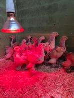 Poussins Brahma, Enlèvement