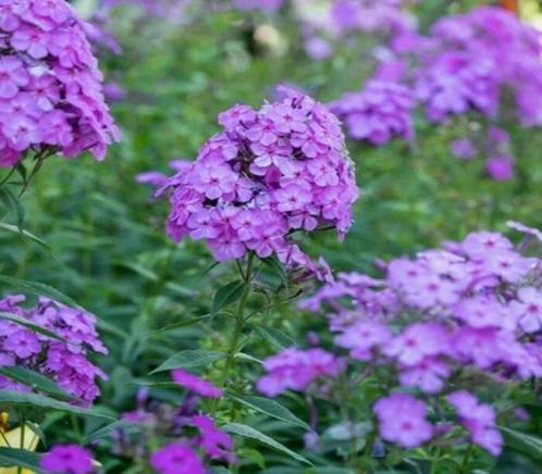 Phlox paniculata "amethyst"  (vlambloem), Tuin en Terras, Planten | Tuinplanten, Vaste plant, Overige soorten, Volle zon, Zomer