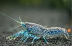 Blauwe dwergkreeftjes zoetwater aquarium, Dieren en Toebehoren, Kreeft, Krab of Garnaal, Zoetwatervis, Schoolvis