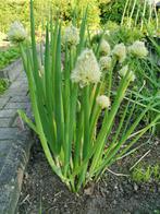 10 graines de ciboule - Allium fistulosum - Welsh onion, Graine, Envoi