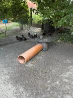 Paradijs casarca s, Dieren en Toebehoren
