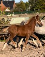 Welsh sectie A hengstveulen, Dieren en Toebehoren, Pony's, Hengst, Onbeleerd, Gechipt, 0 tot 2 jaar