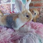 Duitse reus x franse hangoor, Dieren en Toebehoren, Meerdere dieren, Groot, 0 tot 2 jaar