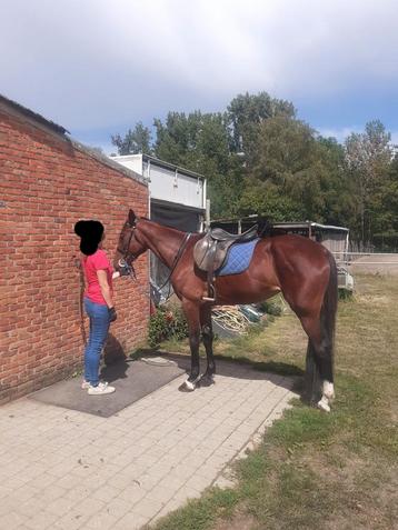 Très belle et honnête jument de 6 ans, Jument