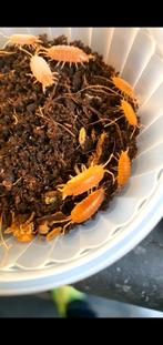 Isopod Porcelliomides pruinosus “powder orange”, Dieren en Toebehoren, Overige soorten