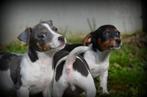 Jack Russell pups, Dieren en Toebehoren, België, Jack Russell Terriër, CDV (hondenziekte), 8 tot 15 weken