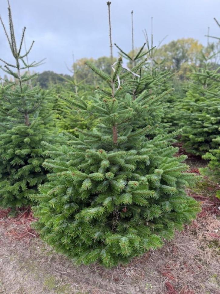 kerstbomen nordmann, Tuin en Terras, Planten | Bomen, Overige soorten, In pot, Ophalen