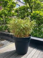 Bamboe Fargesia plant met zwarte bloempot, Tuin en Terras, Planten | Tuinplanten, Ophalen