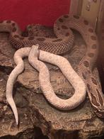 Haakneus koppel, Dieren en Toebehoren, Reptielen en Amfibieën, Slang, 0 tot 2 jaar
