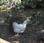 Zijdehoen hen, Dieren en Toebehoren, Pluimvee