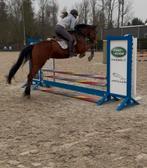 4,5 jarig springpaard met veel potentieel, Dieren en Toebehoren, Paarden, Met stamboom, Springpaard, B, Ruin