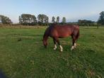 gezelschapspaard/fokmerrie, Dieren en Toebehoren, Paarden, Merrie, ZZ, Springpaard, Gechipt