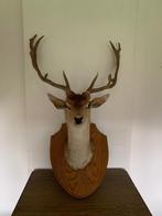 Damhertenkop met gewei, Antiek en Kunst, Ophalen