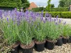 Lavendel, Ophalen of Verzenden, Vaste plant