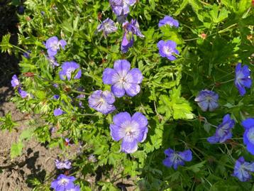 Geranium Rozanne beschikbaar voor biedingen