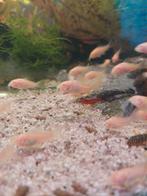 Corydoras albino, Dieren en Toebehoren, Vissen | Aquariumvissen