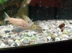 Snake Skin guppen, Dieren en Toebehoren, Vis, Zoetwatervis